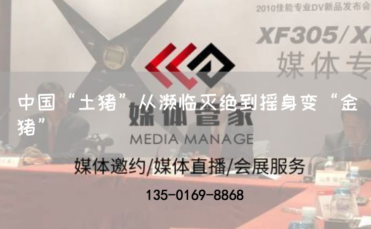 中国“土猪”从濒临灭绝到摇身变“金猪”