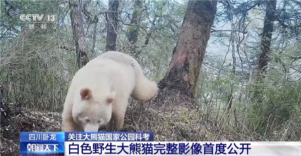 全球唯一白色大熊猫影像首公开：已经成年了